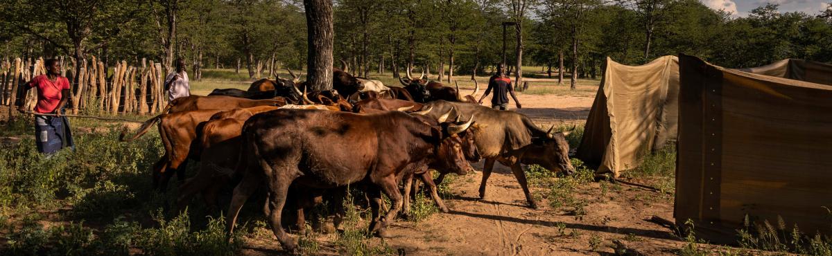 Mobile bomas to house cattle
